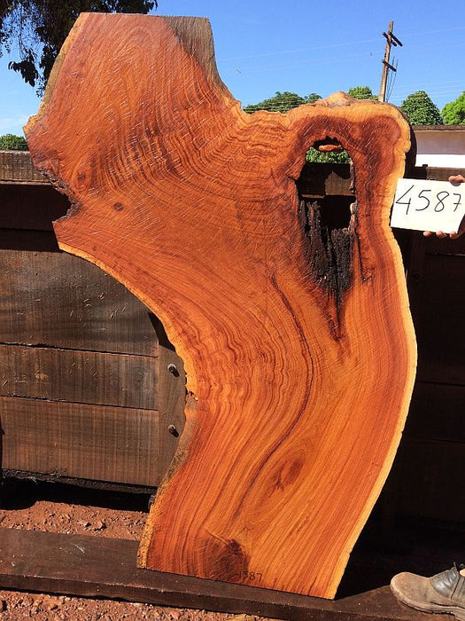 Cumaru / Brazilian Teak #4587 -1-3/4" x 24" to 42" x 54" FREE SHIPPING within the Contiguous US. freeshipping - Big Wood Slabs