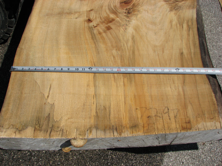 Cottonwood #7297(OC) - 5" x 44" to 50" x 140" FREE SHIPPING within the Contiguous US. freeshipping - Big Wood Slabs