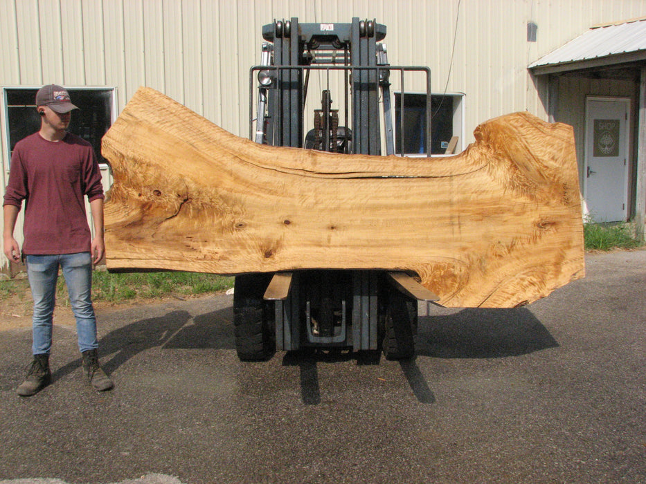 Cottonwood #7614(ROC) - 2-1/4" x 25" to 45" x 110" FREE SHIPPING within the Contiguous US. freeshipping - Big Wood Slabs