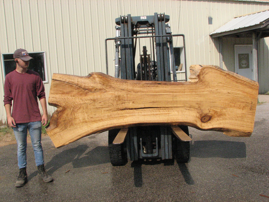 Cottonwood #7616(ROC) - 2-1/2" x 19" to 39" x 109" FREE SHIPPING within the Contiguous US. freeshipping - Big Wood Slabs