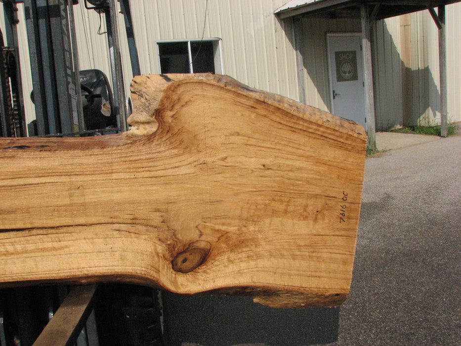 Cottonwood #7616(ROC) - 2-1/2" x 19" to 39" x 109" FREE SHIPPING within the Contiguous US. freeshipping - Big Wood Slabs