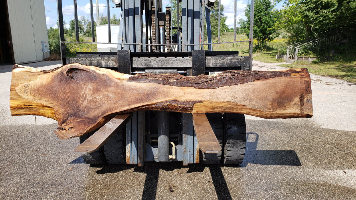 Walnut, American #8010(LA) - 2-1/4" x 3" to 28" x 110" - FREE SHIPPING within the Contiguous US. freeshipping - Big Wood Slabs