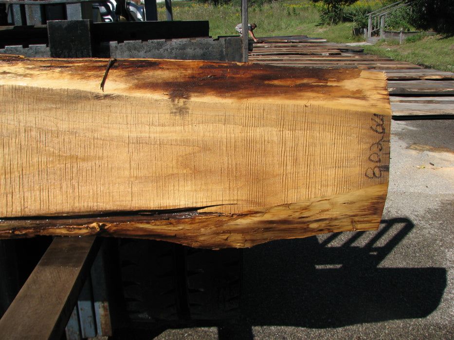 Cottonwood #8026(LA) - 1-1/2" to 2-1/2" x 8" to 21" x 94" FREE SHIPPING within the Contiguous US. freeshipping - Big Wood Slabs