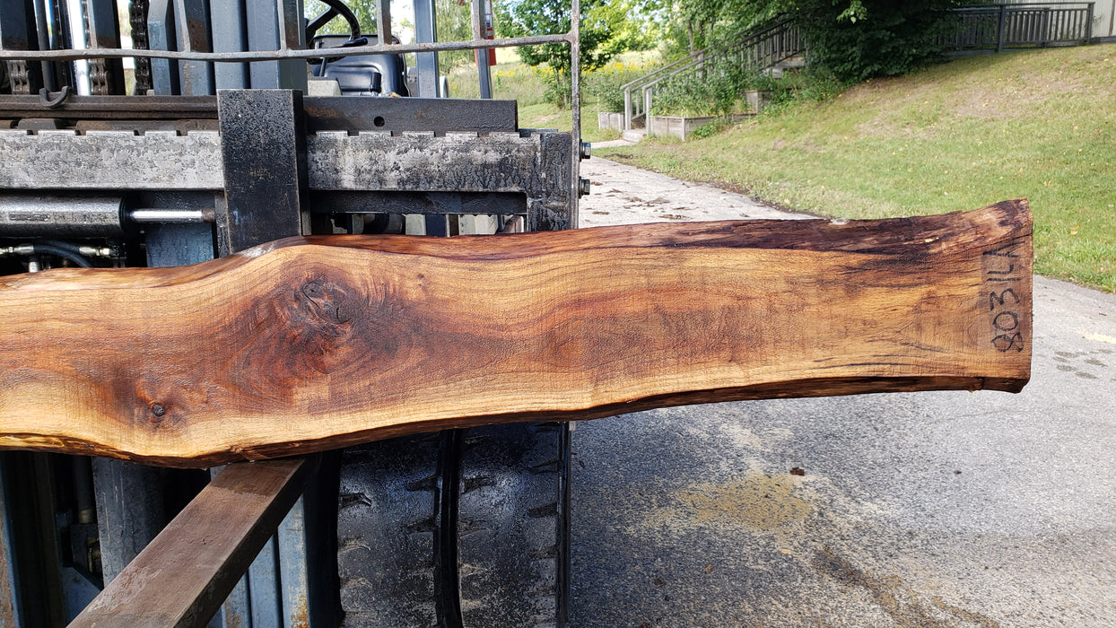 Walnut, American #8031 (LA) - 1-1/2" x 8" to 12" x 128" - FREE SHIPPING within the Contiguous US. freeshipping - Big Wood Slabs