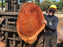 Jatoba / Brazilian #10101 –2-1/8″ x  29″ x  40" FREE SHIPPING within the Contiguous US. freeshipping - Big Wood Slabs