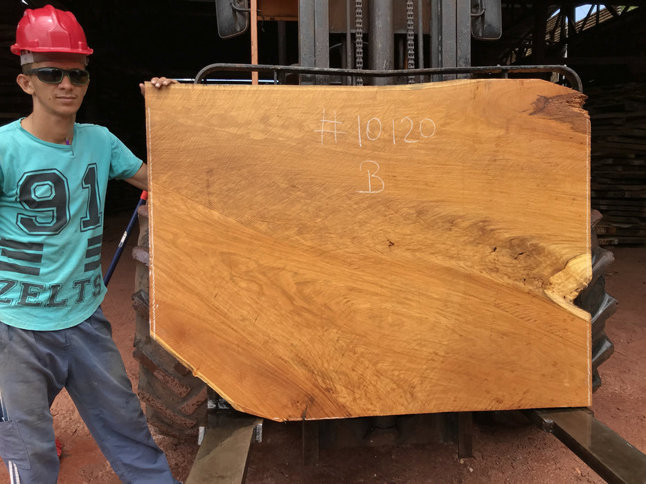 Garapa, #10120 - 2" x 31" to 43" x  59" FREE SHIPPING within the Contiguous US. freeshipping - Big Wood Slabs