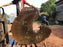 Ipe / Brazilian Walnut #10145 - 4-7/8" x 47"  x 46" FREE SHIPPING within the Contiguous US. freeshipping - Big Wood Slabs