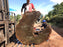Ipe / Brazilian Walnut #10146 - 4-3/4" x 47"  x 48" FREE SHIPPING within the Contiguous US. freeshipping - Big Wood Slabs