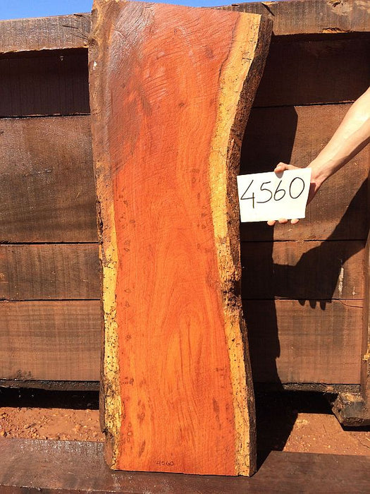 Cumaru / Brazilian Teak #4560 - 3" x 14" to 16" x 51" FREE SHIPPING within the Contiguous US. freeshipping - Big Wood Slabs
