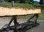 Maple, Curly #6620(JW) - 1-11/16" x 6-3/4" - 12" x 121" FREE SHIPPING within the Contiguous US. freeshipping - Big Wood Slabs