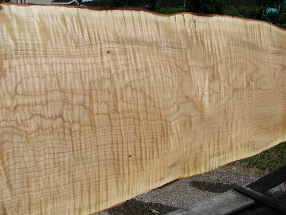 Maple, Curly #6620(JW) - 1-11/16" x 6-3/4" - 12" x 121" FREE SHIPPING within the Contiguous US. freeshipping - Big Wood Slabs