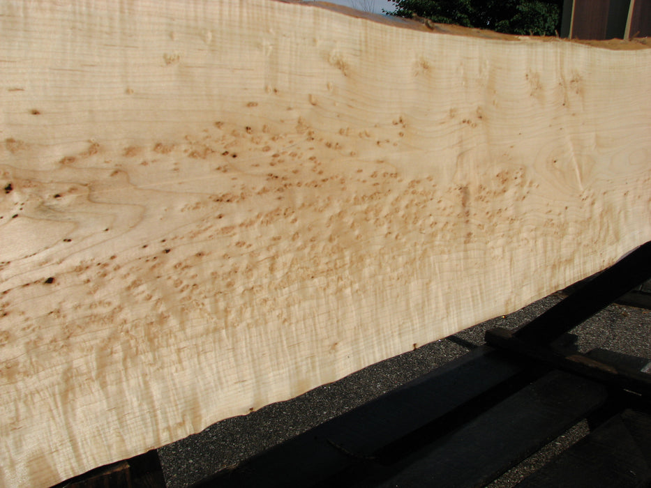 Maple, Birds Eye #6642(JW) - 1-5/16" x 6-1/2" to 12" x 94-1/4" FREE SHIPPING within the Contiguous US. freeshipping - Big Wood Slabs