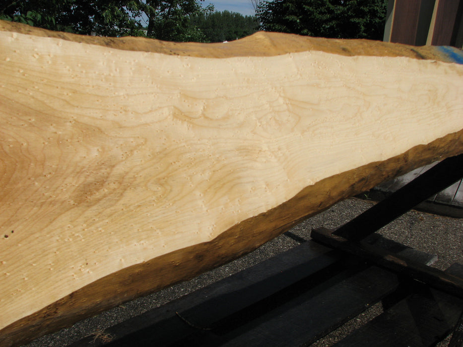 Maple, Birds Eye #6643(JW) - 1-9/16" x 2-3/4" to 12" x 99" FREE SHIPPING within the Contiguous US. freeshipping - Big Wood Slabs