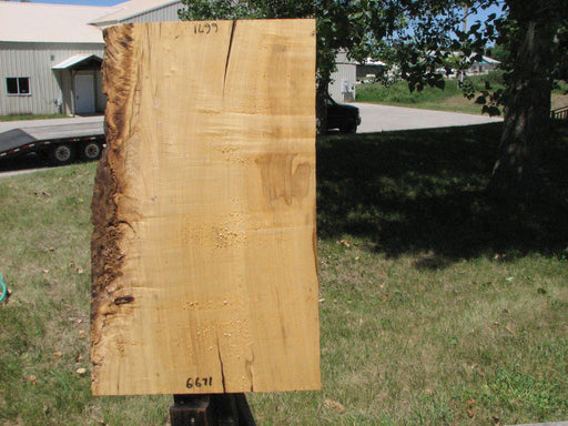 Box Elder #6671 - 1-3/4" x 16-1/4" to 19-1/2" x 31" FREE SHIPPING within the Contiguous US. freeshipping - Big Wood Slabs