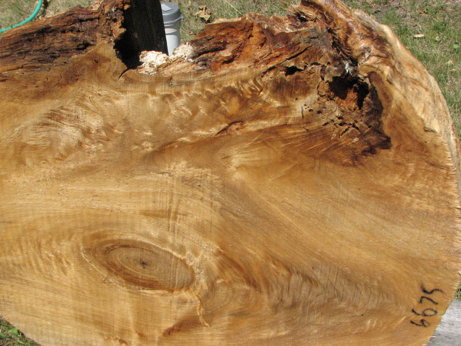 Cottonwood #6675 - 2-1/2" x 19-1/4" x 24-1/2" FREE SHIPPING within the Contiguous US. freeshipping - Big Wood Slabs