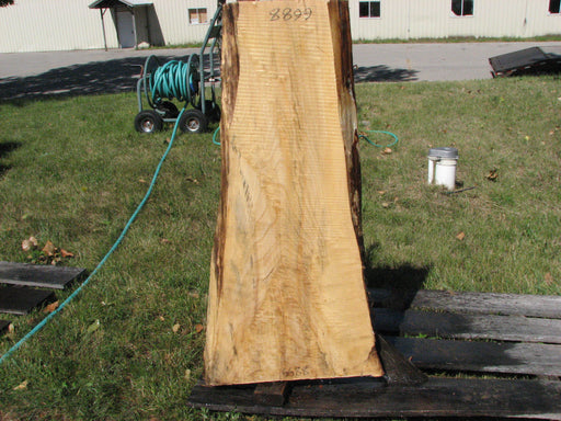 Cottonwood #6688 - 2-1/2" x 8-1/2" to 20-1/2" x 41-1/2" FREE SHIPPING within the Contiguous US. freeshipping - Big Wood Slabs