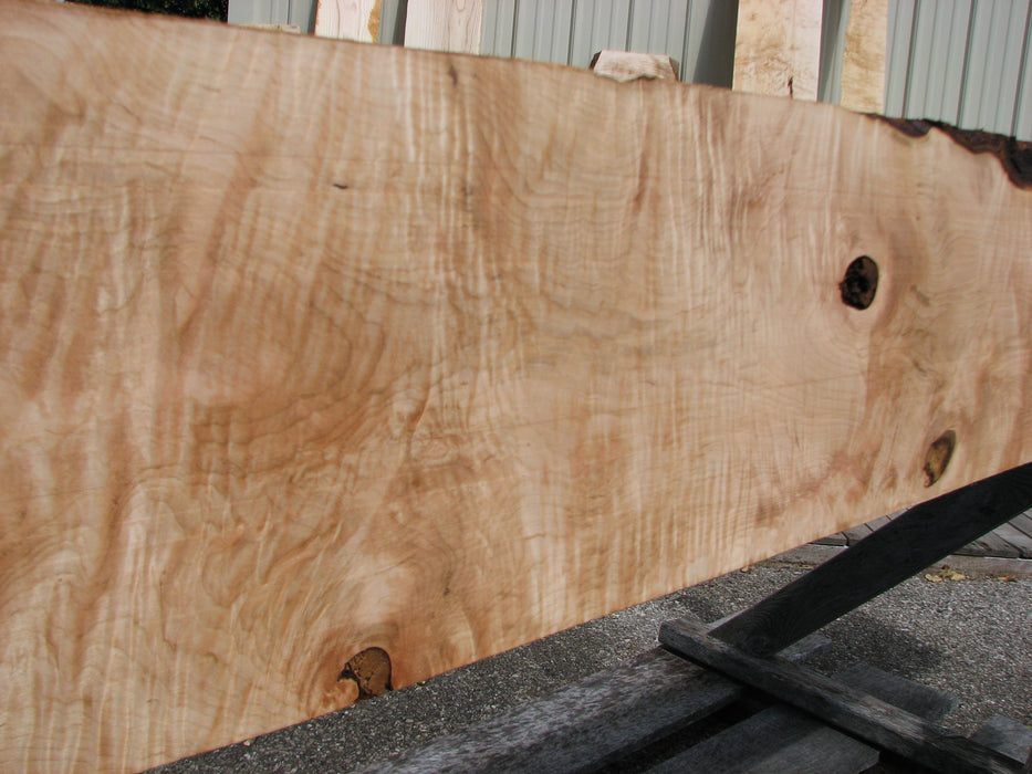 Maple, Curly #7088(JW) - 1-5/16" x 9-1/4 to 11" x 101" FREE SHIPPING within the Contiguous US. freeshipping - Big Wood Slabs
