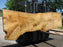 Cottonwood #7413(OC) - 2-3/4" x 29" to 40" x 141" FREE SHIPPING within the Contiguous US. freeshipping - Big Wood Slabs