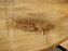 Cottonwood #7416(OC) - 2-1/2" x 17" to 27"and 3"-6" strip x 175" FREE SHIPPING within the Contiguous US. freeshipping - Big Wood Slabs