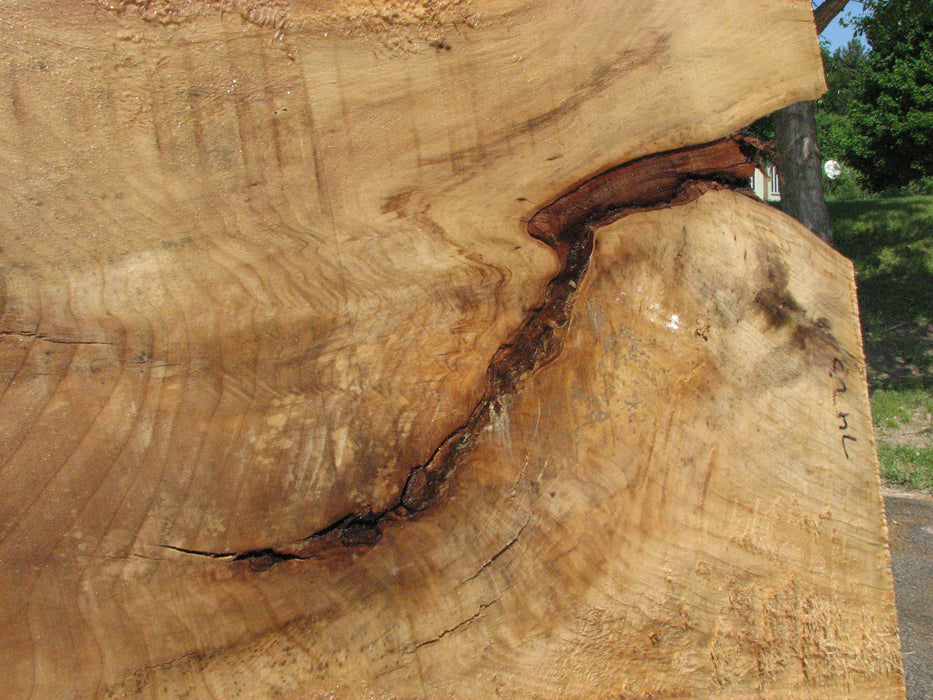 Cottonwood #7423(OC) - 2-1/2" x 30" to 45" x 133" FREE SHIPPING within the Contiguous US. freeshipping - Big Wood Slabs