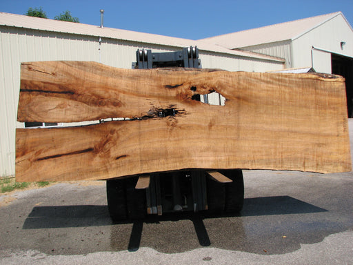 Maple #7437(TB) - 2-3/4" x 46" to 58" x 162" FREE SHIPPING within the Contiguous US. freeshipping - Big Wood Slabs