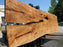 Maple #7437(TB) - 2-3/4" x 46" to 58" x 162" FREE SHIPPING within the Contiguous US. freeshipping - Big Wood Slabs