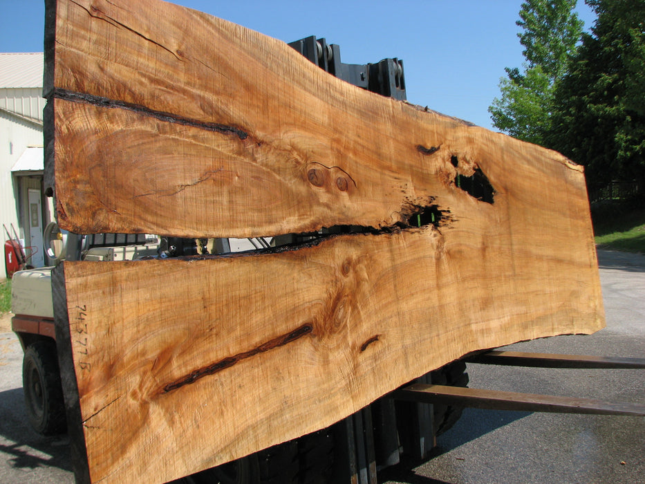 Maple #7437(TB) - 2-3/4" x 46" to 58" x 162" FREE SHIPPING within the Contiguous US. freeshipping - Big Wood Slabs