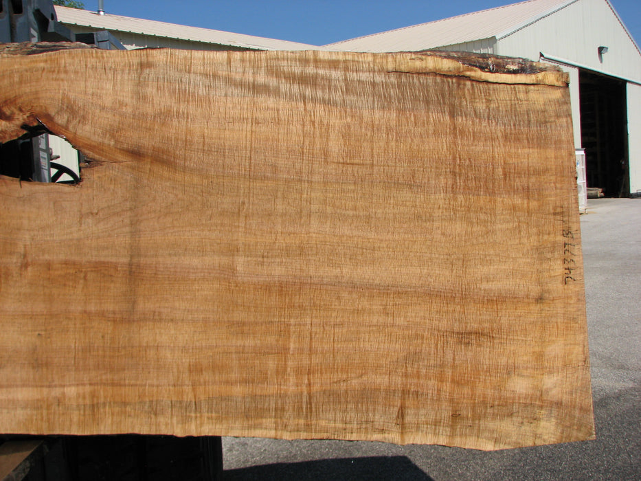 Maple #7437(TB) - 2-3/4" x 46" to 58" x 162" FREE SHIPPING within the Contiguous US. freeshipping - Big Wood Slabs