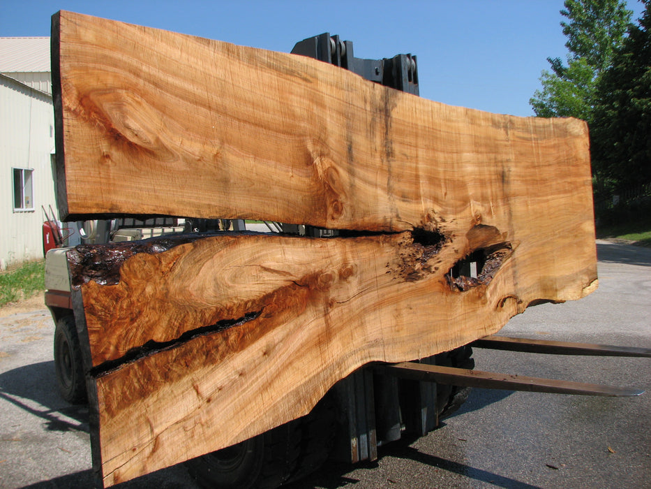 Maple #7437(TB) - 2-3/4" x 46" to 58" x 162" FREE SHIPPING within the Contiguous US. freeshipping - Big Wood Slabs