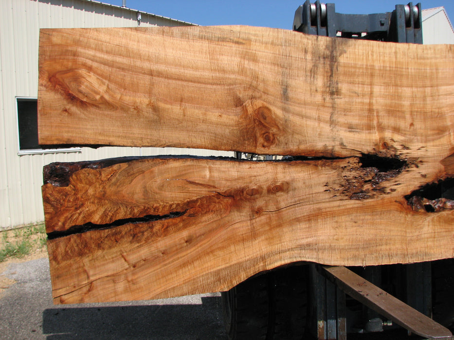 Maple #7437(TB) - 2-3/4" x 46" to 58" x 162" FREE SHIPPING within the Contiguous US. freeshipping - Big Wood Slabs