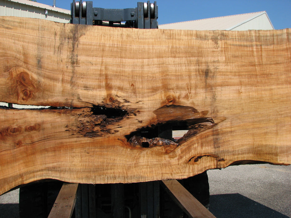 Maple #7437(TB) - 2-3/4" x 46" to 58" x 162" FREE SHIPPING within the Contiguous US. freeshipping - Big Wood Slabs