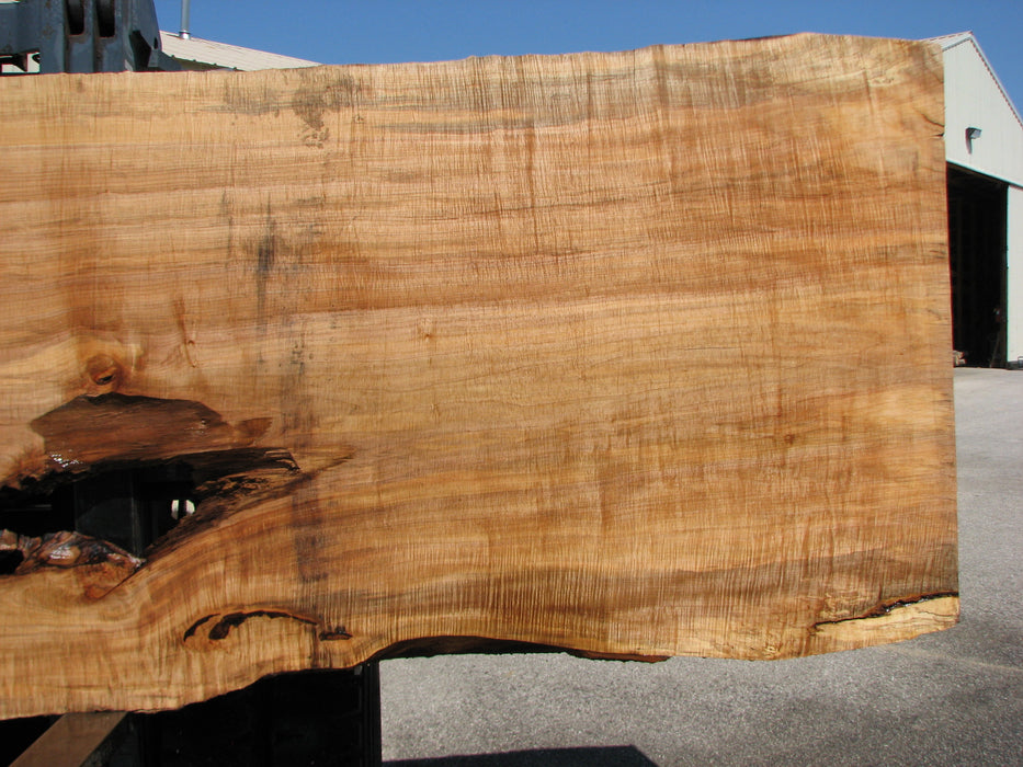 Maple #7437(TB) - 2-3/4" x 46" to 58" x 162" FREE SHIPPING within the Contiguous US. freeshipping - Big Wood Slabs