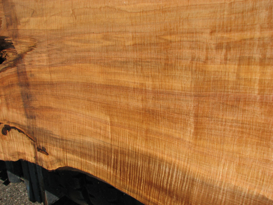 Maple #7437(TB) - 2-3/4" x 46" to 58" x 162" FREE SHIPPING within the Contiguous US. freeshipping - Big Wood Slabs