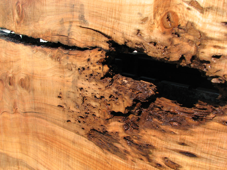 Maple #7437(TB) - 2-3/4" x 46" to 58" x 162" FREE SHIPPING within the Contiguous US. freeshipping - Big Wood Slabs