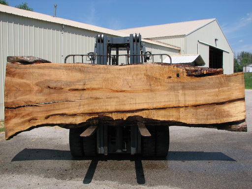 Maple #7440(TB) - 2-1/2" x 30" to 52" x 161" FREE SHIPPING within the Contiguous US. freeshipping - Big Wood Slabs