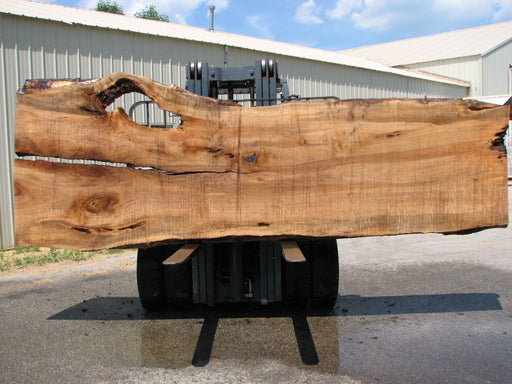 Maple #7442(TB) - 2-1/2" x 38" to 59" x 164" FREE SHIPPING within the Contiguous US. freeshipping - Big Wood Slabs