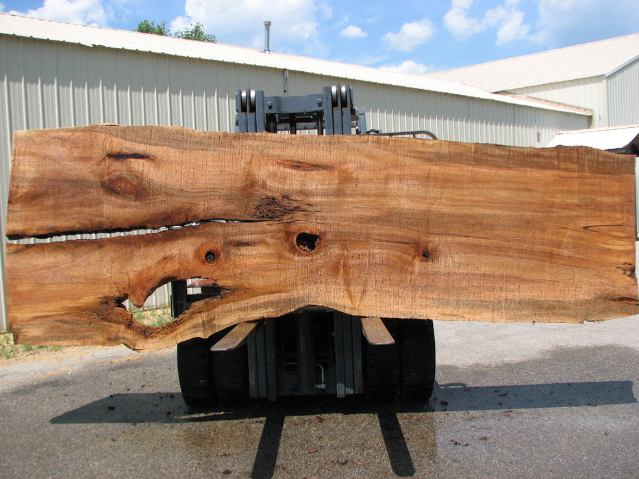Maple #7442(TB) - 2-1/2" x 38" to 59" x 164" FREE SHIPPING within the Contiguous US. freeshipping - Big Wood Slabs