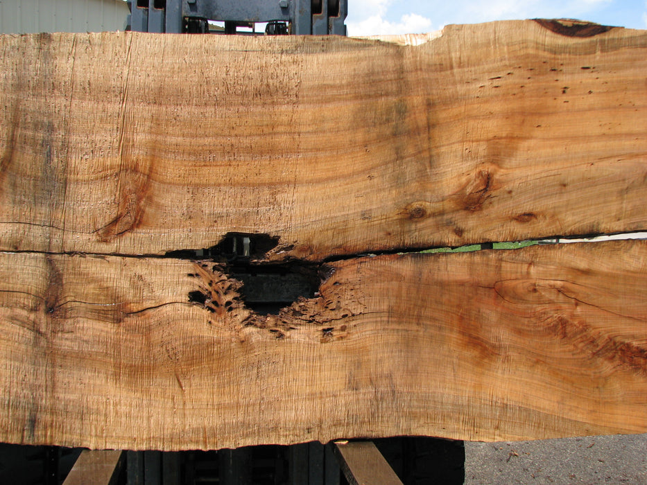 Maple #7444(TB) - 2-1/2" x 48" to 57" (A-23"-30", B-22"-28") x 163" FREE SHIPPING within the Contiguous US. freeshipping - Big Wood Slabs