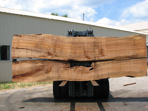 Maple #7445(TB) - 2-1/2" x 48" to 58" (A-26"-30", B-16"-27") x 163" FREE SHIPPING within the Contiguous US. freeshipping - Big Wood Slabs