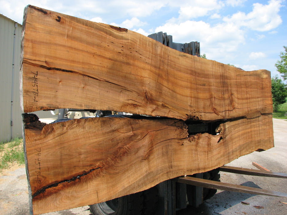 Maple #7445(TB) - 2-1/2" x 48" to 58" (A-26"-30", B-16"-27") x 163" FREE SHIPPING within the Contiguous US. freeshipping - Big Wood Slabs