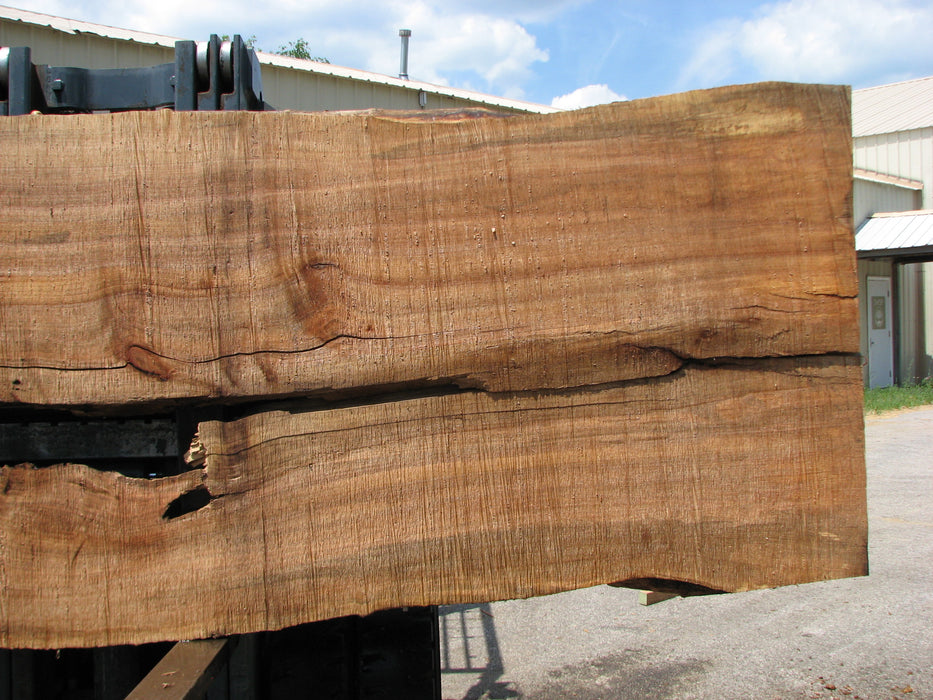 Maple #7445(TB) - 2-1/2" x 48" to 58" (A-26"-30", B-16"-27") x 163" FREE SHIPPING within the Contiguous US. freeshipping - Big Wood Slabs