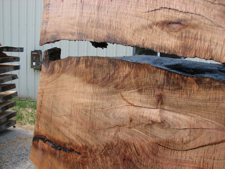 Maple #7445(TB) - 2-1/2" x 48" to 58" (A-26"-30", B-16"-27") x 163" FREE SHIPPING within the Contiguous US. freeshipping - Big Wood Slabs