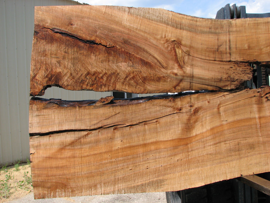 Maple #7445(TB) - 2-1/2" x 48" to 58" (A-26"-30", B-16"-27") x 163" FREE SHIPPING within the Contiguous US. freeshipping - Big Wood Slabs