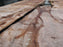 Maple #7445(TB) - 2-1/2" x 48" to 58" (A-26"-30", B-16"-27") x 163" FREE SHIPPING within the Contiguous US. freeshipping - Big Wood Slabs