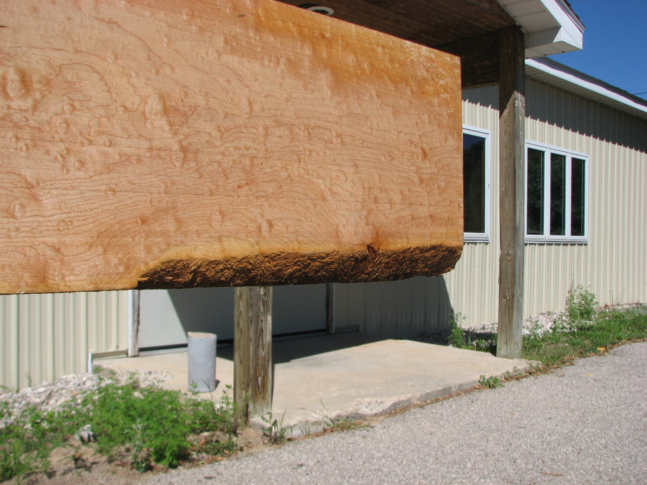 Maple #7453 - 3/4" x 10" x 78" FREE SHIPPING within the Contiguous US. freeshipping - Big Wood Slabs