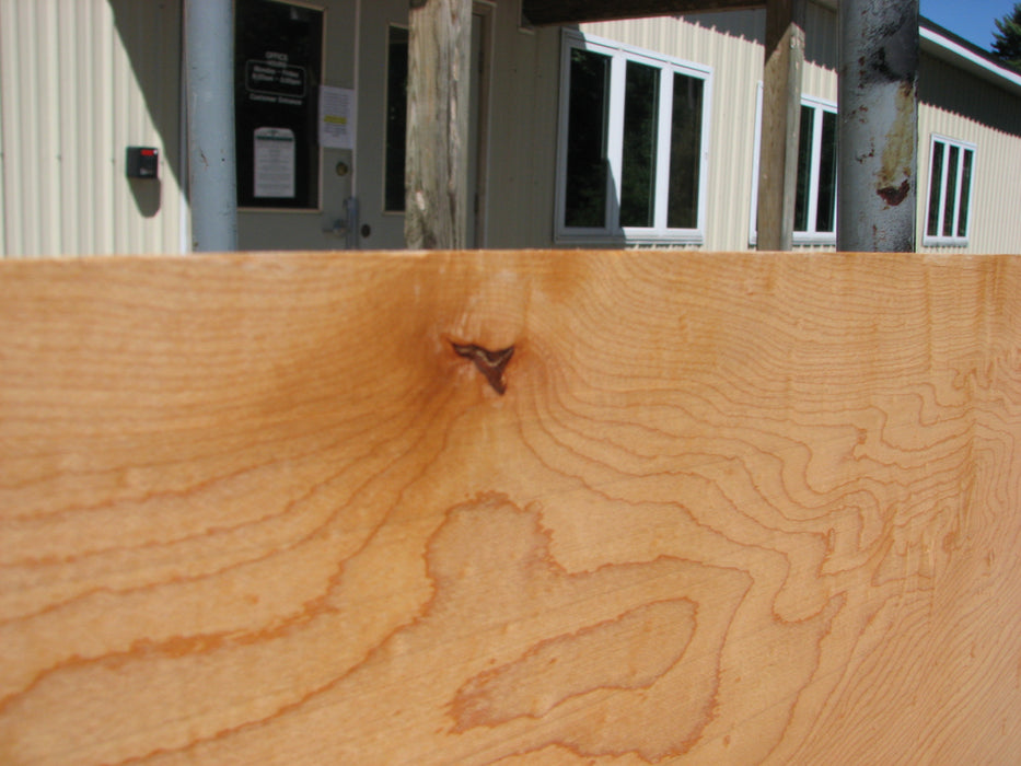 Maple #7454 - 3/4" x 8" x 62" FREE SHIPPING within the Contiguous US. freeshipping - Big Wood Slabs
