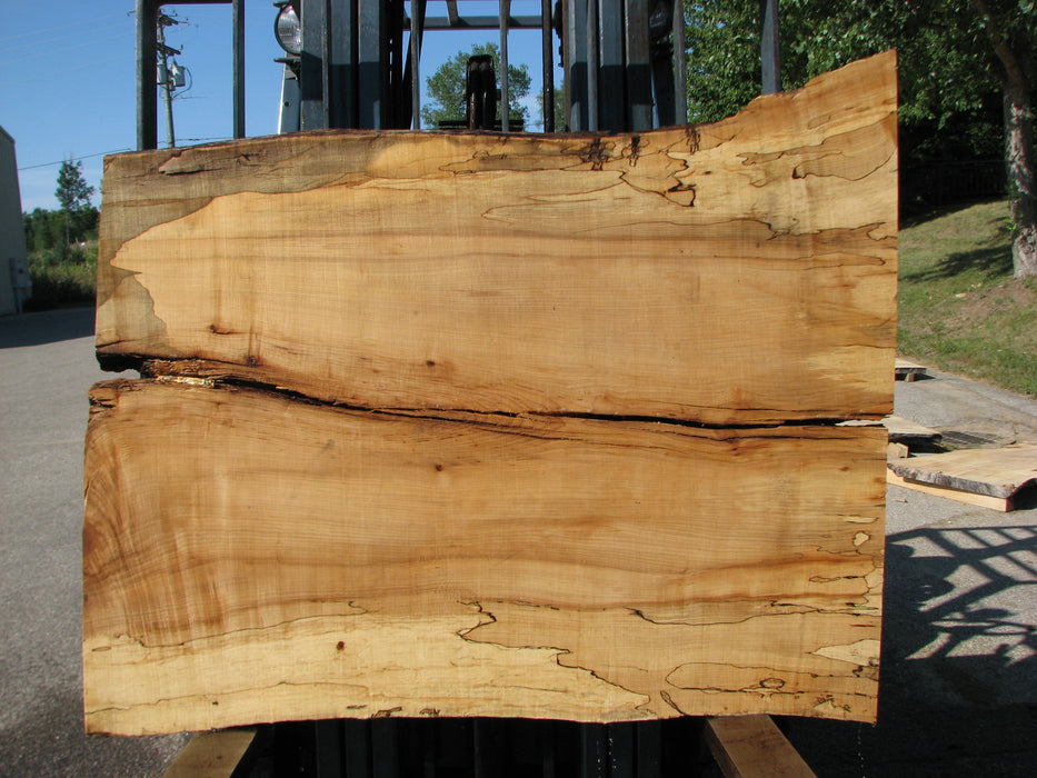 Maple, Spalted #7651(ROC) - 2-3/8" x 36" to 38" x 50" FREE SHIPPING within the Contiguous US. freeshipping - Big Wood Slabs