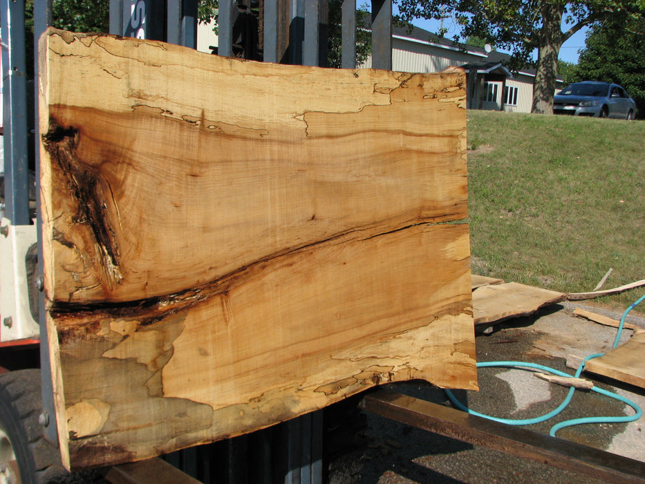 Maple, Spalted #7652(ROC) - 1-1/2" x 35" to 41" x 56" FREE SHIPPING within the Contiguous US. freeshipping - Big Wood Slabs