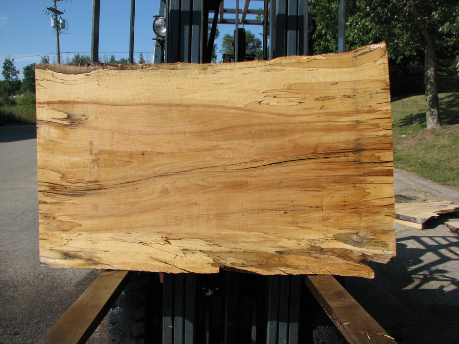 Maple, Spalted #7655(ROC) - 2-1/2" x 28" to 34" x 56" FREE SHIPPING within the Contiguous US. freeshipping - Big Wood Slabs