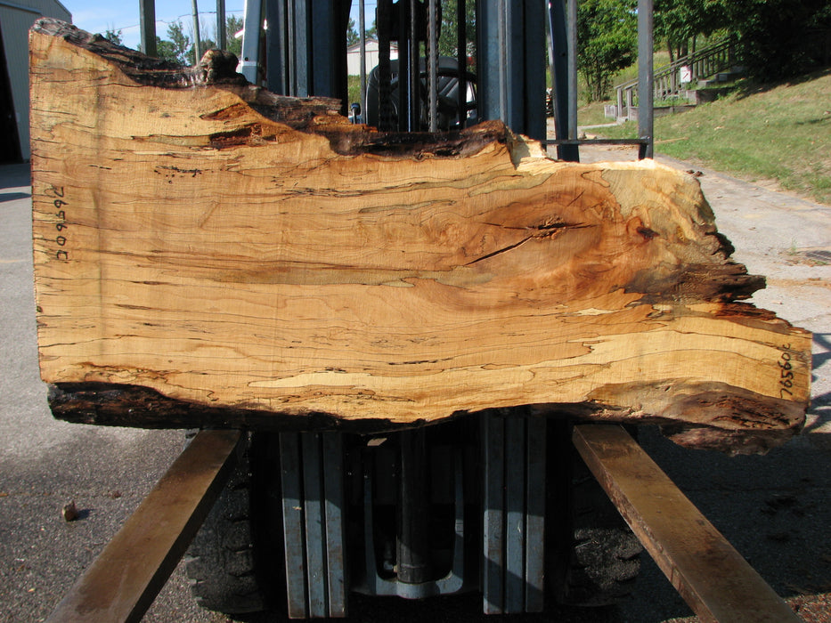 Maple, Spalted #7656(ROC) - 2-1/4" x 9" step to 19" to 28" x 63" FREE SHIPPING within the Contiguous US. freeshipping - Big Wood Slabs